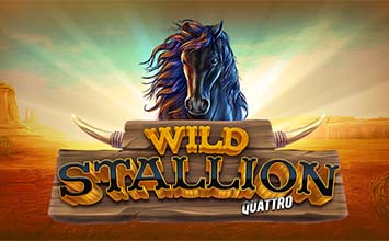 Wild Stallion